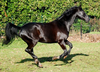 Dario